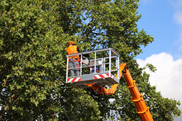 How Our Tree Care Process Works  in Genoa, AR