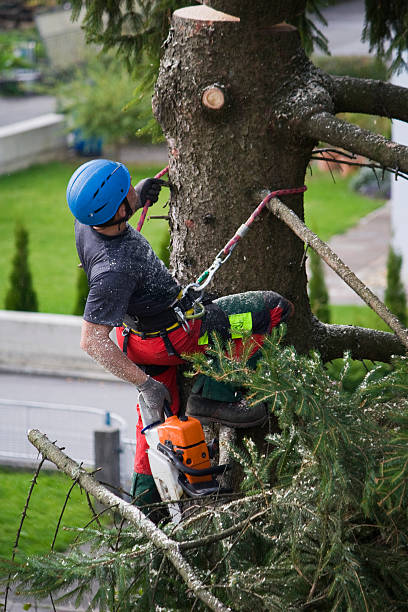 Genoa, AR Tree Services Company